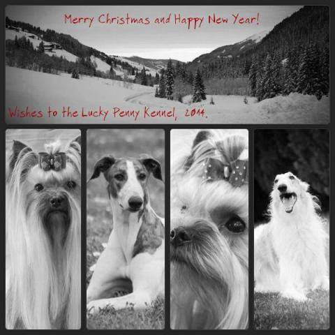 Pannon-Oriental Álom - magyar agar, yorkshire terrier, borzoi | Merry Cristmas and Happy New Year.