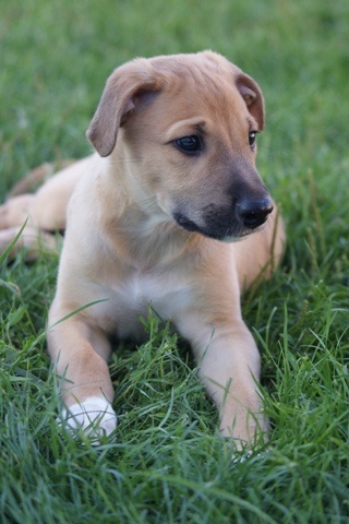 Lucky Penny Aranyifjú - magyar agár | 'My favorite puppy.' - Said my breeders.