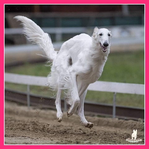 Daisy - borzoi | The editor: Daisy, this little girl is a happiness bomb. Always enthusiastic, always cheerful, always happy.