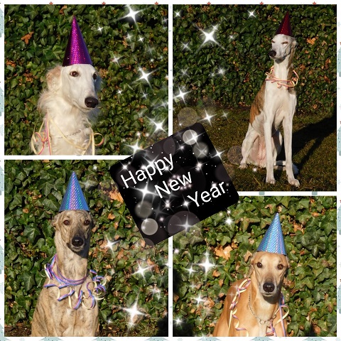 Daisy - borzoi | Together with the big ones - Happy New Year.