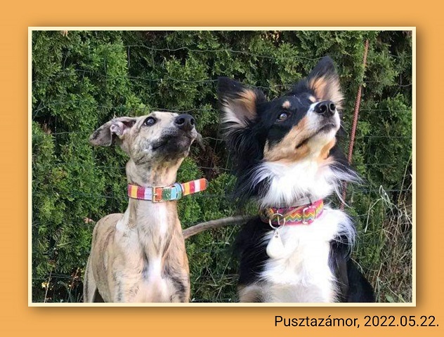 Olajos-réti Győzős Gara - magyar agár | Hajnal and Pipike - They made friends, played, and are waiting for a reward-snack.