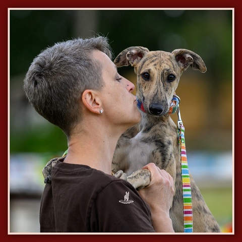 Olajos-réti Győzős Gara - magyar agár | *No* is my greyhound!!! (?) What if she was *mine*!?