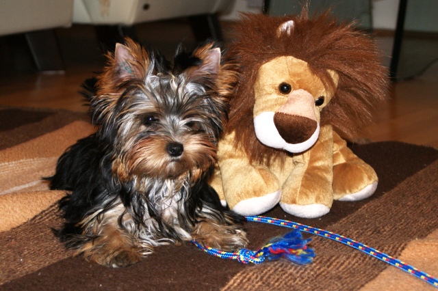 Elli from The Golden Morning - yorkshire terrier | The first day here. I'm little worried, because it is the lion big enough.