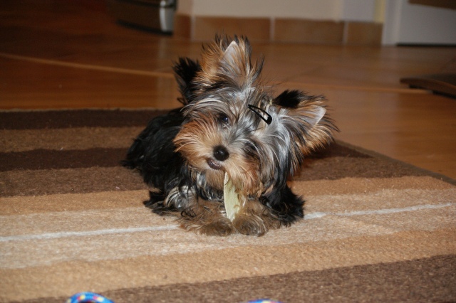Elli from The Golden Morning - yorkshire terrier | My second day. Fate will be good for me here. I got some shoes. Not much left of it.