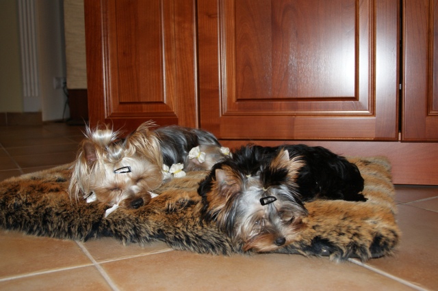 Elli from The Golden Morning - yorkshire terrier | Together we rest with Gubanc.