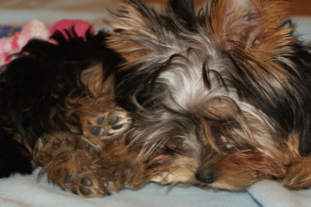 Elli from The Golden Morning - yorkshire terrier | Curled up. Small pads és little nose.
