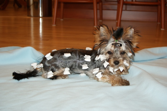 Elli from The Golden Morning - yorkshire terrier | Our first try. This is a must if I want to be nice at the shows.