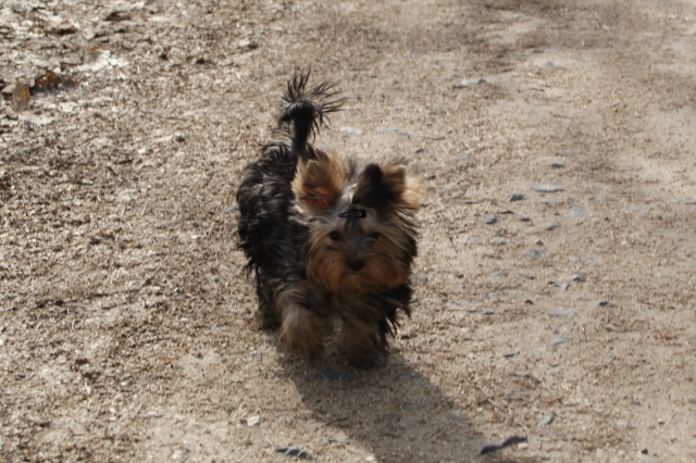 Elli from The Golden Morning - yorkshire terrier | In my first big trip.