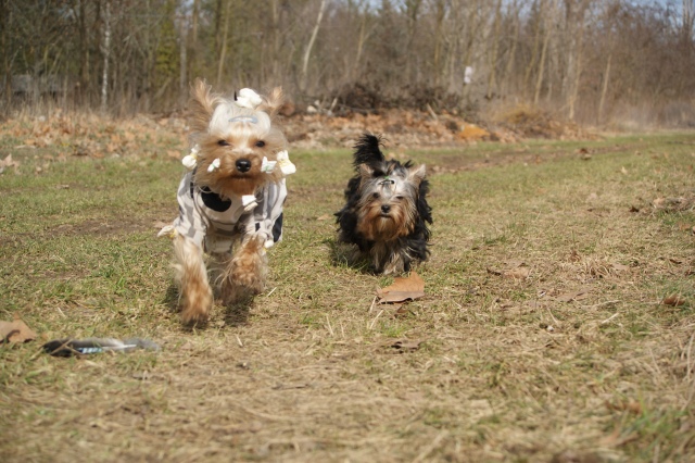 Elli from The Golden Morning - yorkshire terrier | We go and explore the world. 