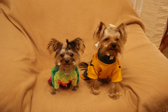 Elli from The Golden Morning - yorkshire terrier | We are waiting for the bite.
