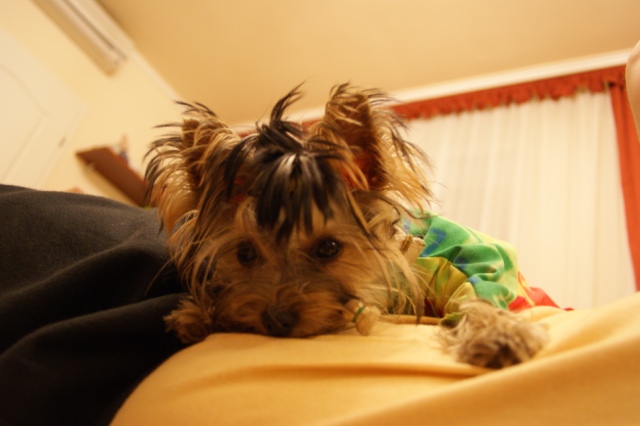 Elli from The Golden Morning - yorkshire terrier | I rest on Papi's belly...