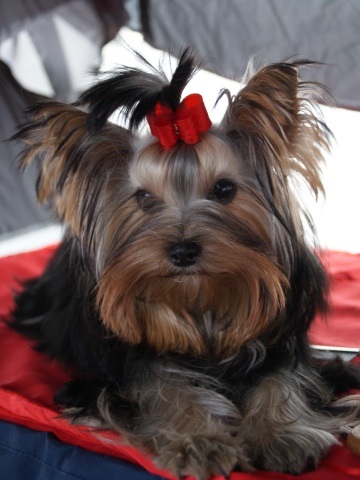 Elli from The Golden Morning - yorkshire terrier | My first dog show.