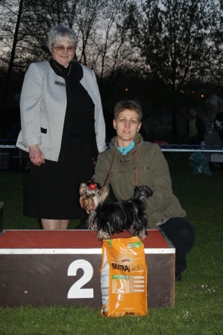 Elli from The Golden Morning - yorkshire terrier | My second dog show. All terrier-puppy among I became the second on the club show. My parents were very happy with this.