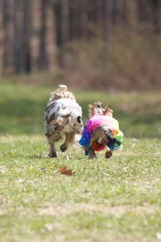 Elli from The Golden Morning - yorkshire terrier | Running up the hill.