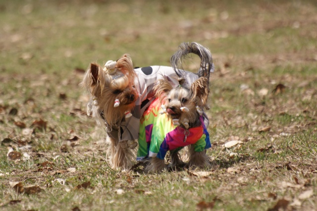 Elli from The Golden Morning - yorkshire terrier | I'm in a tunnel.