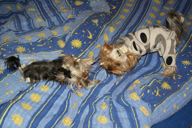 Elli from The Golden Morning - yorkshire terrier | We play...