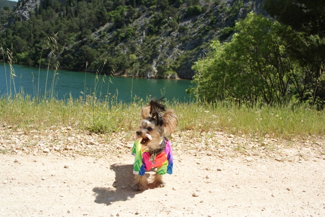 Elli from The Golden Morning - yorkshire terrier | Nice here, good here, let's move on...
