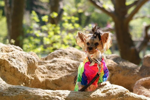 Elli from The Golden Morning - yorkshire terrier | Listen to me. I am a princess.