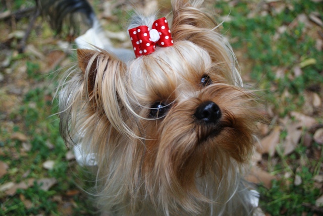 Bright Eyed Hiro Fred - yorkshire terrier |  I focus.