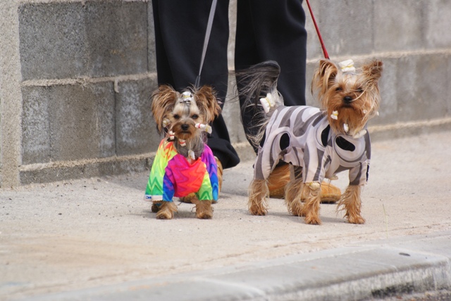 Elli from The Golden Morning - yorkshire terrier | We walked the Vir-island.