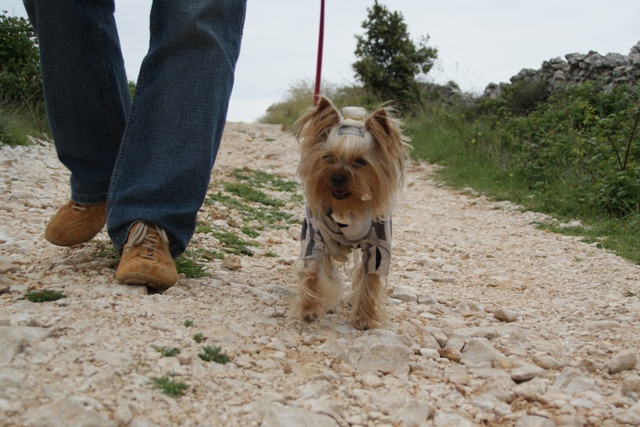 Bright Eyed Hiro Fred - yorkshire terrier |  We were on the highest point of the island.