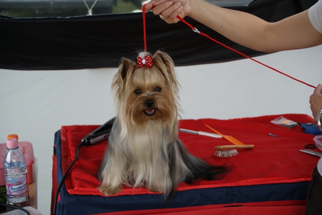 Bright Eyed Hiro Fred - yorkshire terrier |  I was ready. Here I got my first R.CAC results.