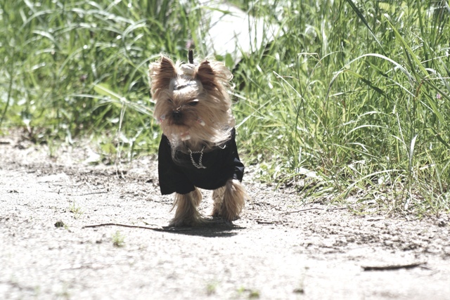Bright Eyed Hiro Fred - yorkshire terrier |  I'm cool.
