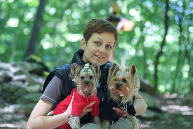 Elli from The Golden Morning - yorkshire terrier | On tour resting with Mami and Gubanc.