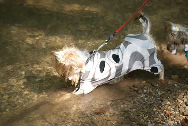 Bright Eyed Hiro Fred - yorkshire terrier |  I deal with the acquisition of a stick.