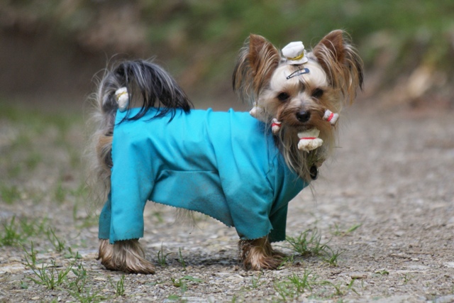 Elli from The Golden Morning - yorkshire terrier | I'm getting tired.
