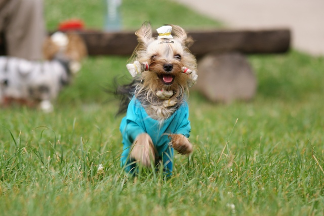 Elli from The Golden Morning - yorkshire terrier | Running... I'm coming!