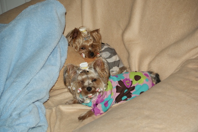 Elli from The Golden Morning - yorkshire terrier | Do not disturb.