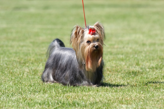 Elli from The Golden Morning - yorkshire terrier | Shooting in the heat.