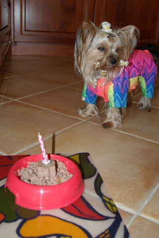Elli from The Golden Morning - yorkshire terrier | The first birthday cake. This fattening?