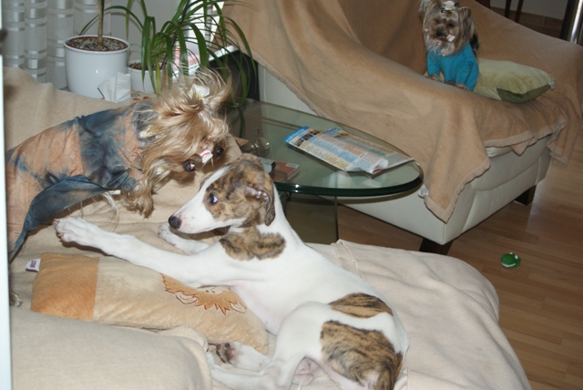 Elli from The Golden Morning - yorkshire terrier | Gubanc said the rules. I just watched them from afar.