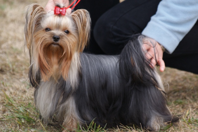 Elli from The Golden Morning - yorkshire terrier | Dog show again.