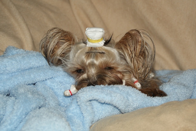 Elli from The Golden Morning - yorkshire terrier | I'm tired.