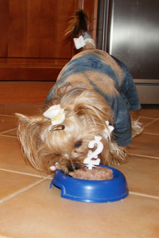 Bright Eyed Hiro Fred - yorkshire terrier |  The second birthday cake was very yummy.