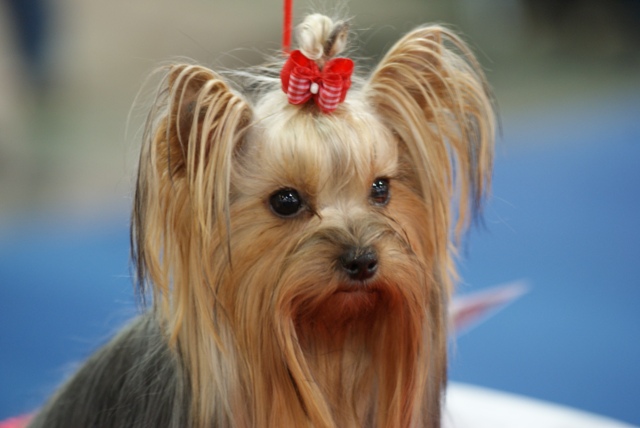 Elli from The Golden Morning - yorkshire terrier | Dog show. I'm watching the others. Unequivocal that much better hiking.
