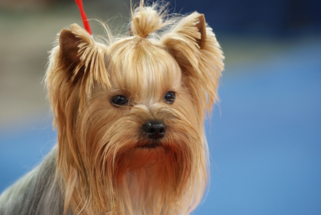 Bright Eyed Hiro Fred - yorkshire terrier |  The next day it was dog show. I'm watching the others... Let's go hiking.