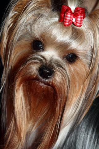 Elli from The Golden Morning - yorkshire terrier | A man came to us that she likes me. He sent us this photo. Us really like it.