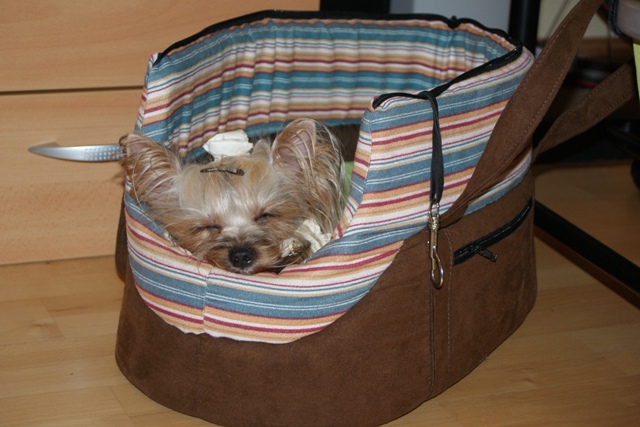 Elli from The Golden Morning - yorkshire terrier | I was in my mom's office.