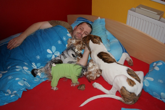 Elli from The Golden Morning - yorkshire terrier | Wake up a lot of kisses.