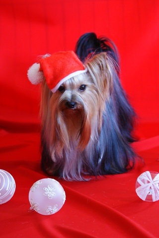 Elli from The Golden Morning - yorkshire terrier | Xmas.