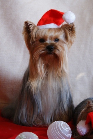 Bright Eyed Hiro Fred - yorkshire terrier |  One of the final image, where my hair long.