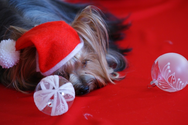Elli from The Golden Morning - yorkshire terrier | Dreaming...