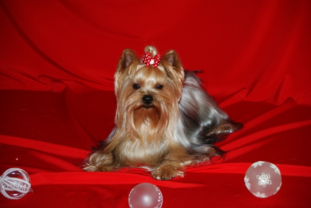 Bright Eyed Hiro Fred - yorkshire terrier |  Nice look in the camera, but it's on your mind when you can jump on ...