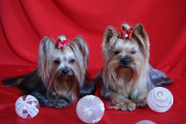 Elli from The Golden Morning - yorkshire terrier | Couple.