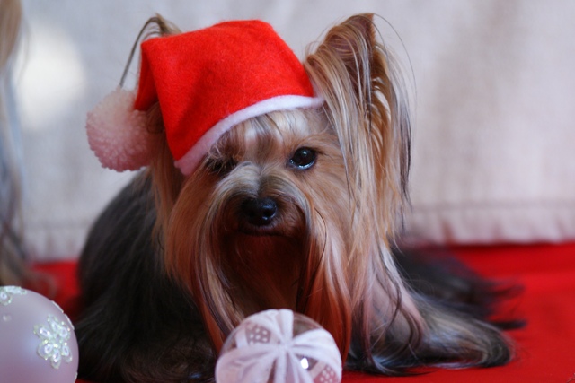 Elli from The Golden Morning - yorkshire terrier | Love.