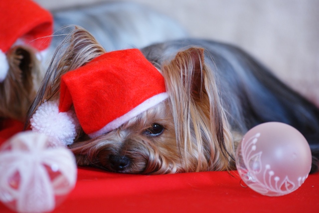 Elli from The Golden Morning - yorkshire terrier | There are a hiding place for me.